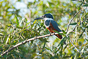 Picture 'Br1_1_01049 Kingfisher, Brazil'